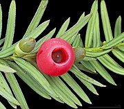 Yew berry – botanically a modified seed-bearing conifer cone