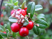 Lingonberries – berries under both definitions