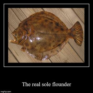 This is the real sole flounder.